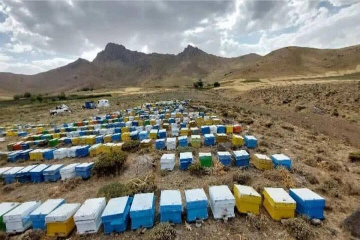 شهدِ شیرین باران در کام زنبورداران بستکی