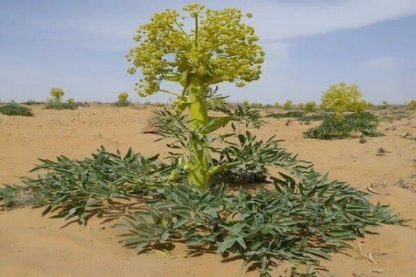 آنغوزه به روش زراعی در کهگیلویه و بویراحمد به ثمر نشست