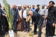 پویش ملی درختکاری سرو ایران در هرمزگان آغاز شد