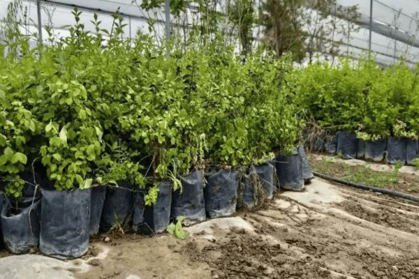 کاشت ۴۰۰ هزار نهال در خوزستان همزمان با سراسر کشور