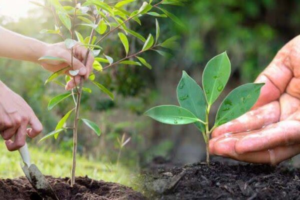 کاشت ۴۰۰ اصله نهال در مجموعه ورزشی تختی شوشتر