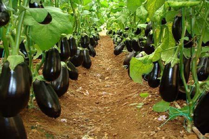 تولید ۶۰۰ هزار تن محصول گلخانه‌ای؛ جنوب کرمان در مسیر تبدیل شدن به قطب کشاورزی نوین