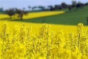 پیش‌بینی تولید بیش از ۱۸ هزار تن کلزا در اردبیل