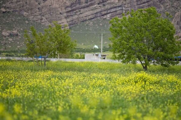 خراسان شمالی، پیشتاز کشت دانه روغنی کاملینا در کشور