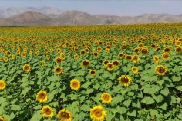 برآورد کشت ۲ هزار هکتار آفتابگردان در خراسان‌شمالی