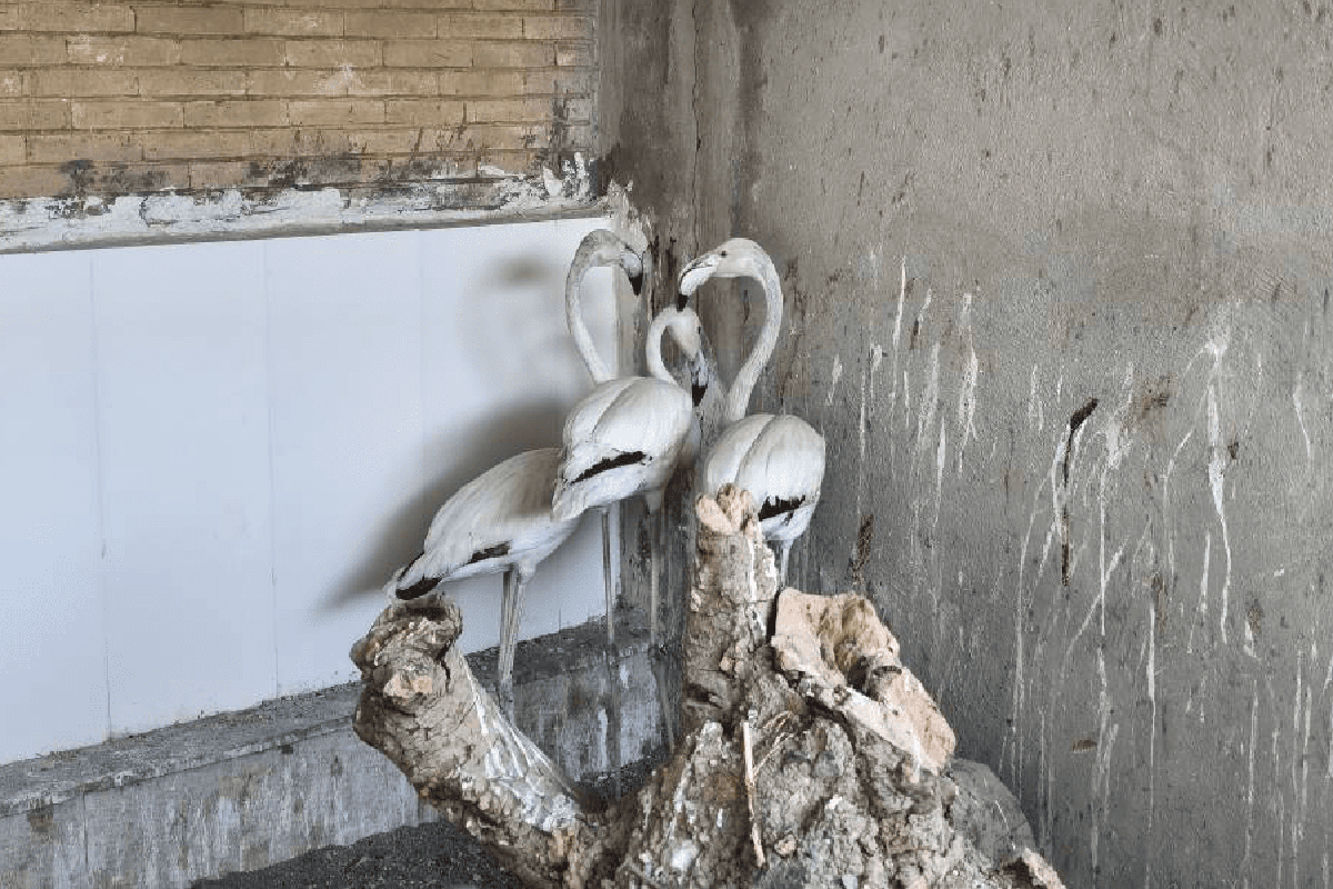 کشف و ضبط ۶ رأس آهو و ۳ قطعه فلامینگو در کرمانشاه