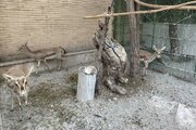 کشف و ضبط ۶ رأس آهو و ۳ قطعه فلامینگو در کرمانشاه