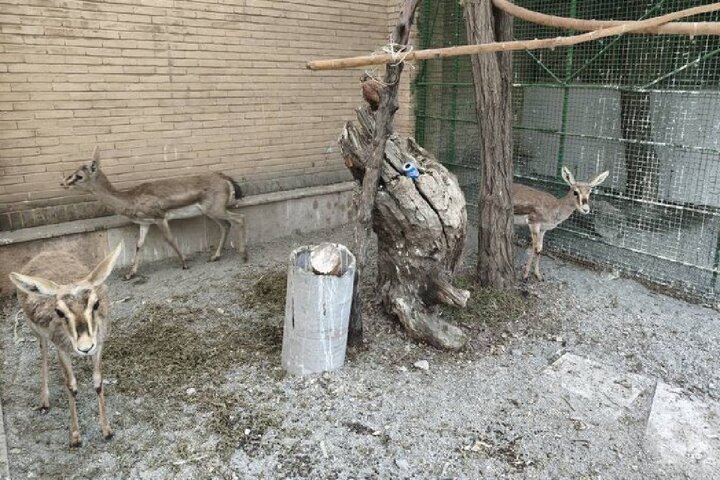 کشف و ضبط ۶ رأس آهو و ۳ قطعه فلامینگو در کرمانشاه