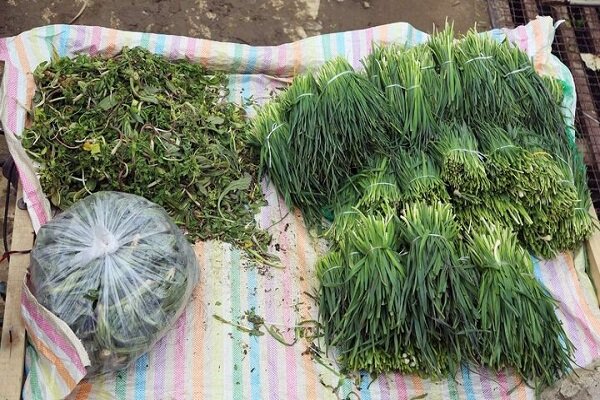 آشنایی با گیاهان بهاری و خواص شگفتانگیز آنها آشنایی با گیاهان بهاری و خواص شگفتانگیز آنها