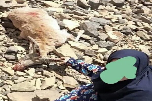 دستگیری نخستین زن شکارچی با اسلحه کالیبر ۲۷۰ در تفرش دستگیری نخستین زن شکارچی با اسلحه کالیبر ۲۷۰ در تفرش