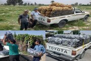 اهدای ۱۵ تن محصول کشاورزی به نیازمندان هرمزگانی