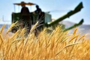 آخرین خبرها از پرداخت مطالبات گندمکاران