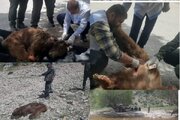 مرگ  یک خرس در دنا بر اثر تیراندازی غیرمجاز