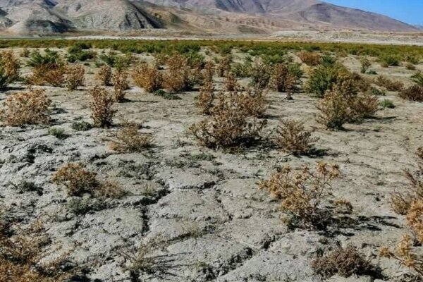 حذف کشت در ۱۱ هزار هکتار از اراضی پایاب خراسانشمالی حذف کشت در ۱۱ هزار هکتار از اراضی پایاب خراسانشمالی