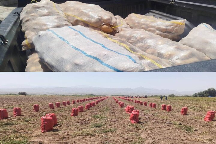 اهدای ۲۰ تن سیبزمینی به نیازمندان هرمزگانی توسط کشاورزان اهدای ۲۰ تن سیبزمینی به نیازمندان هرمزگانی توسط کشاورزان