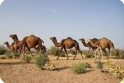 هرمزگان بر سکوی سوم تولید و پرورش شتر در کشور