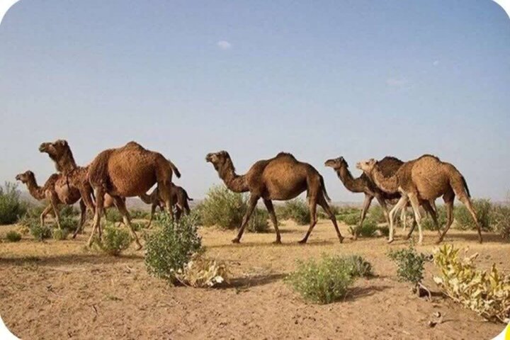 هرمزگان بر سکوی سوم تولید و پرورش شتر در کشور هرمزگان بر سکوی سوم تولید و پرورش شتر در کشور