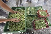 پیش‌بینی تولید ۷۰ هزار تنی زیتون در طارم؛ رونق دوباره به باغات شمال غرب زنجان بازگشت