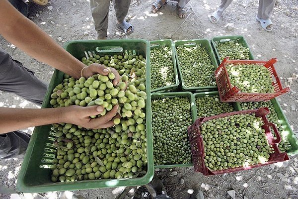 پیش‌بینی تولید ۷۰ هزار تنی زیتون در طارم؛ رونق دوباره به باغات شمال غرب زنجان بازگشت