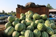 ۳۶۳ هکتار از اراضی به کشت محصولات جالیزی اختصاص یافت
