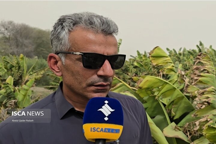 موج شدید گرما باغداران موز را با خسارات سنگین مواجه کرد موج شدید گرما باغداران موز را با خسارات سنگین مواجه کرد