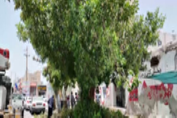 جراحی فضای سبز در بندر بوشهر؛ جایگزینی درختان «مهاجم» با گونههای سازگار اقلیمی جراحی فضای سبز در بندر بوشهر؛ جایگزینی درختان «مهاجم» با گونههای سازگار اقلیمی