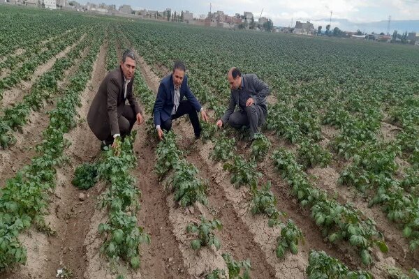 سفیدک دروغین مزارع سیبزمینی اردبیل را تهدید میکند سفیدک دروغین مزارع سیبزمینی اردبیل را تهدید میکند