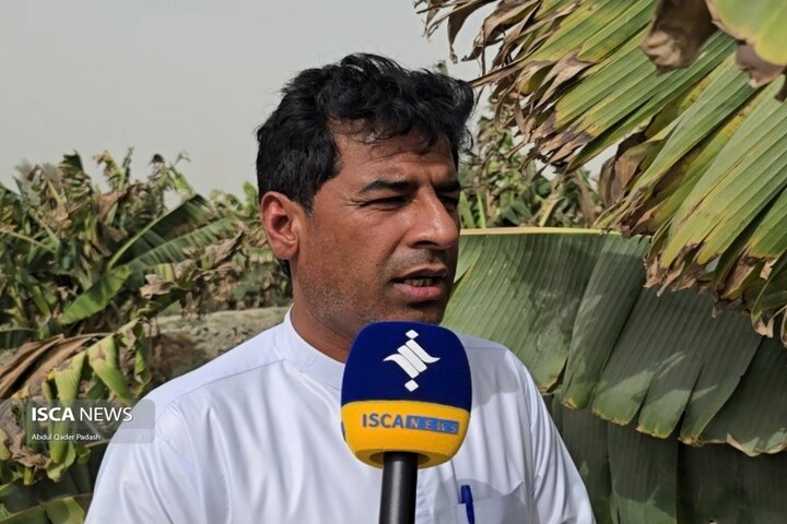 تأمین نشدن آب کشاورزی خسارات جبرانناپذیری به باغات موز باهوکلات وارد کرد تأمین نشدن آب کشاورزی خسارات جبرانناپذیری به باغات موز باهوکلات وارد کرد