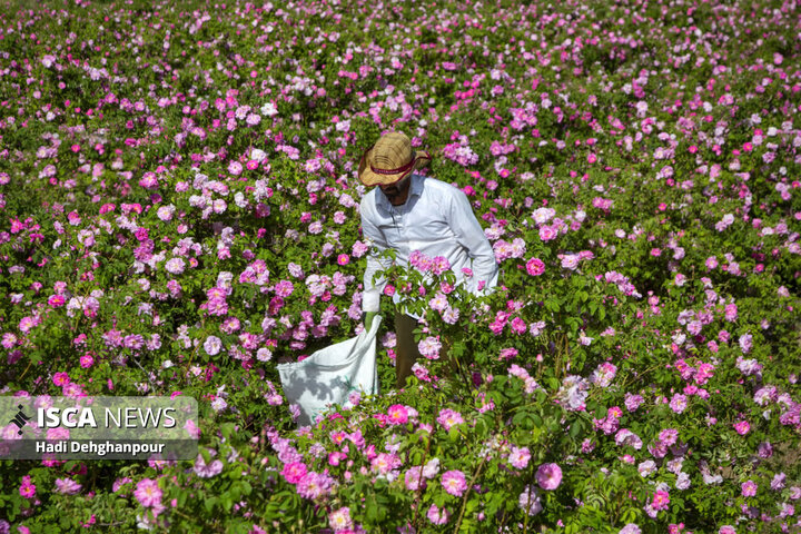 برداشت گل محمدی از مزارع شهرستان سبزوار