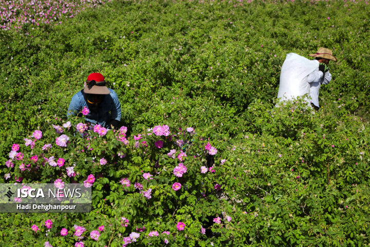 برداشت گل محمدی از مزارع شهرستان سبزوار