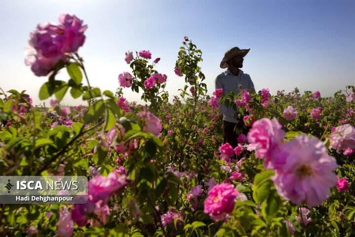 برداشت گل محمدی از مزارع شهرستان سبزوار