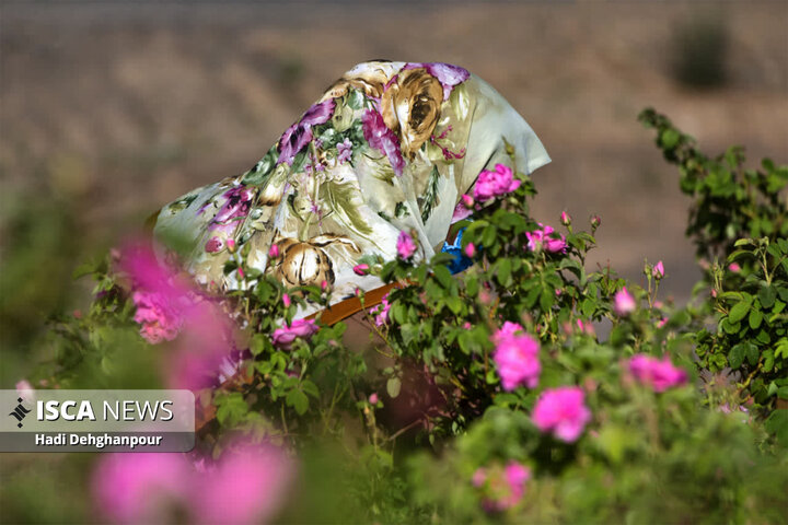 برداشت گل محمدی از مزارع شهرستان سبزوار