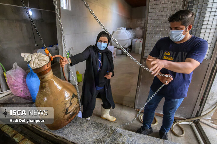 برداشت گل محمدی از مزارع شهرستان سبزوار