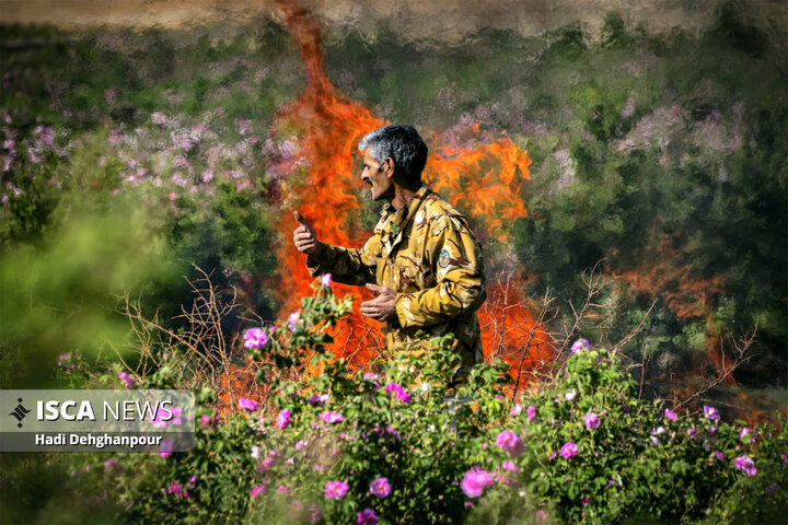 برداشت گل محمدی از مزارع شهرستان سبزوار
