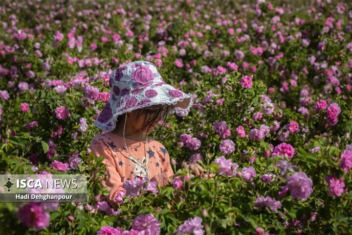 برداشت گل محمدی از مزارع شهرستان سبزوار