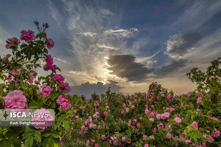 برداشت گل محمدی از مزارع شهرستان سبزوار