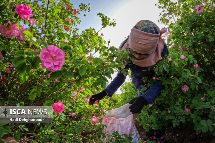برداشت گل محمدی از مزارع شهرستان سبزوار