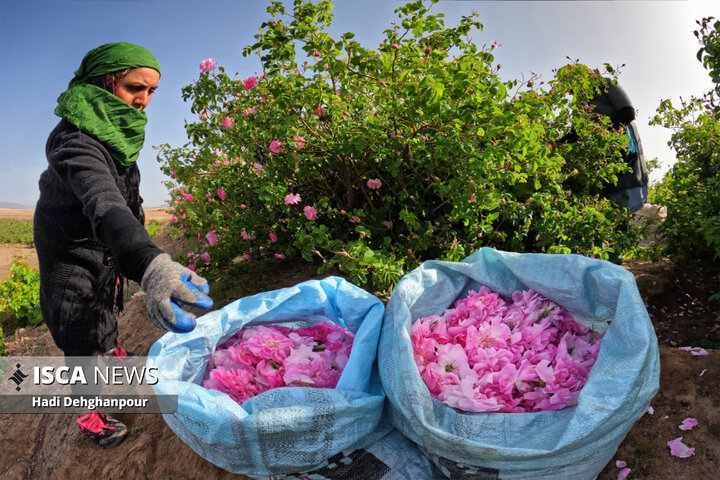 برداشت گل محمدی از مزارع شهرستان سبزوار