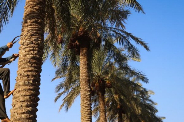 طرح مبارزه با آفت کنه تارتن در نخلستان‌های خرمشهر کلید خورد