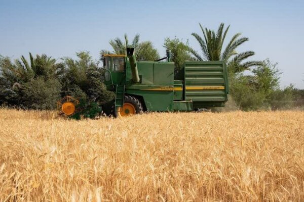 ۵۰ درصد مطالبات گندمکاران پرداخت شد