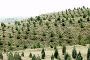 اجرای ۹ طرح نوین برای حفاظت از جنگل‌های دست کاشت خوزستان
