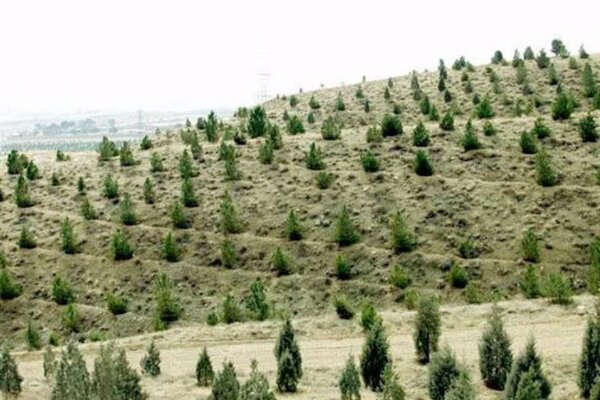 اجرای ۹ طرح نوین برای حفاظت از جنگلهای دست کاشت خوزستان اجرای ۹ طرح نوین برای حفاظت از جنگلهای دست کاشت خوزستان