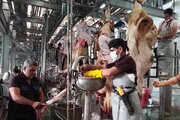 کشتار بیش از ۹۶۰ راس دام در ایام تاسوعا و عاشورای حسینی