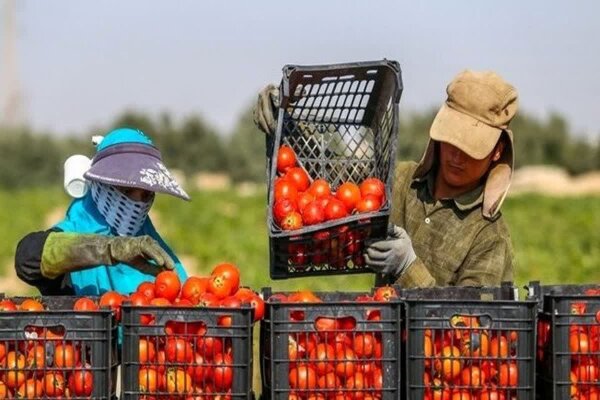 تسهیل تجارت محصولات کشاورزی خوزستان با رفع محدودیت‌های صادرات