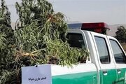 کشف ۷۰ کیلوگرم ماری‌جوانا در گتوند؛ ۲ متهم بازداشت شدند