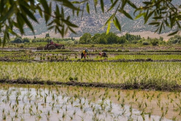 پیشبینی کشت بیش از ۱۸۰۰ هکتار زیر کشت پیشبینی کشت بیش از ۱۸۰۰ هکتار زیر کشت
