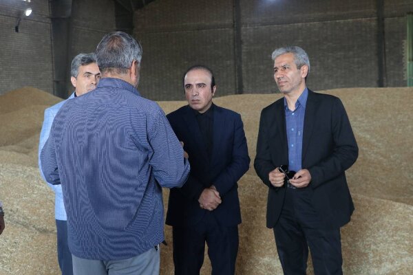 بیش از ۲۲۰هزار تن گندم در استان اردبیل خریداری شده است