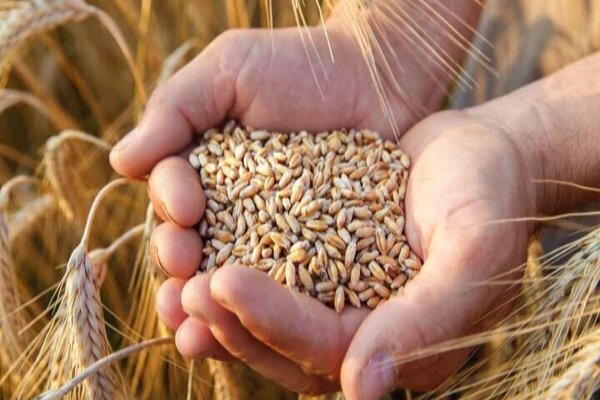 آغاز خرید تضمینی گندم در اردبیل از ۲۴ تیرماه
