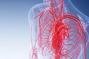 بهبود گردش خون با چند گیاه دارویی
