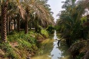 تامین آب نخیلات حوضه مارون در خوزستان با رهاسازی آب